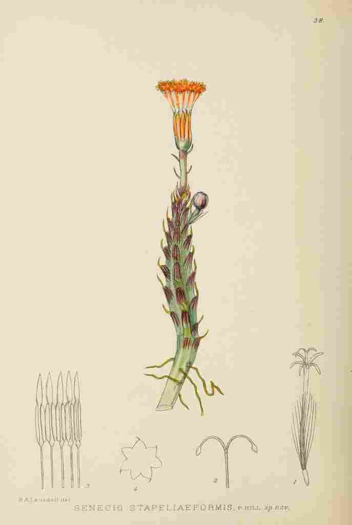Lansdell KA 1921 Senecio Stapeliaeformis A4 Photo Print