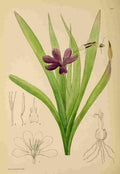 Lansdell KA 1921 Sparaxis Grandiflora A4 Photo Print