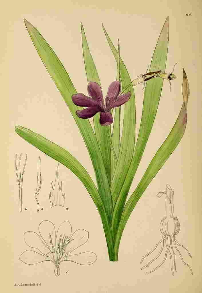 Lansdell KA 1921 Sparaxis Grandiflora A4 Photo Print