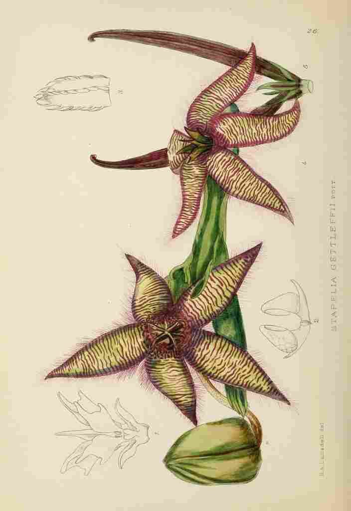 Lansdell KA 1921 Stapelia Gettleffii A4 Photo Print
