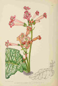 Lansdell KA 1921 Streptocarpus Dunnii A4 Photo Print