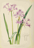 Lansdell KA 1921 Tulbaghia Violacea A4 Photo Print
