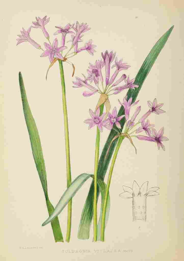 Lansdell KA 1921 Tulbaghia Violacea A4 Photo Print