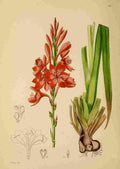 Lansdell KA 1921 Watsonia Galpinii A4 Photo Print