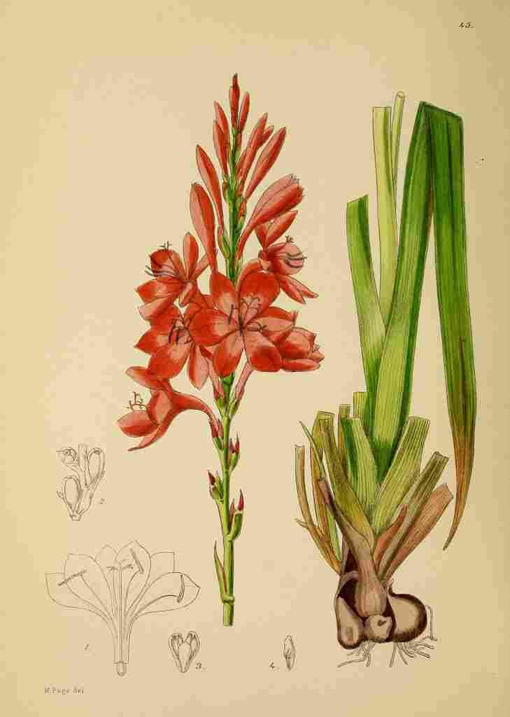 Lansdell KA 1921 Watsonia Galpinii A4 Photo Print