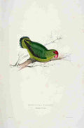 Lear Edward 1832 Abyssinian Parakeet A4 Photo Print