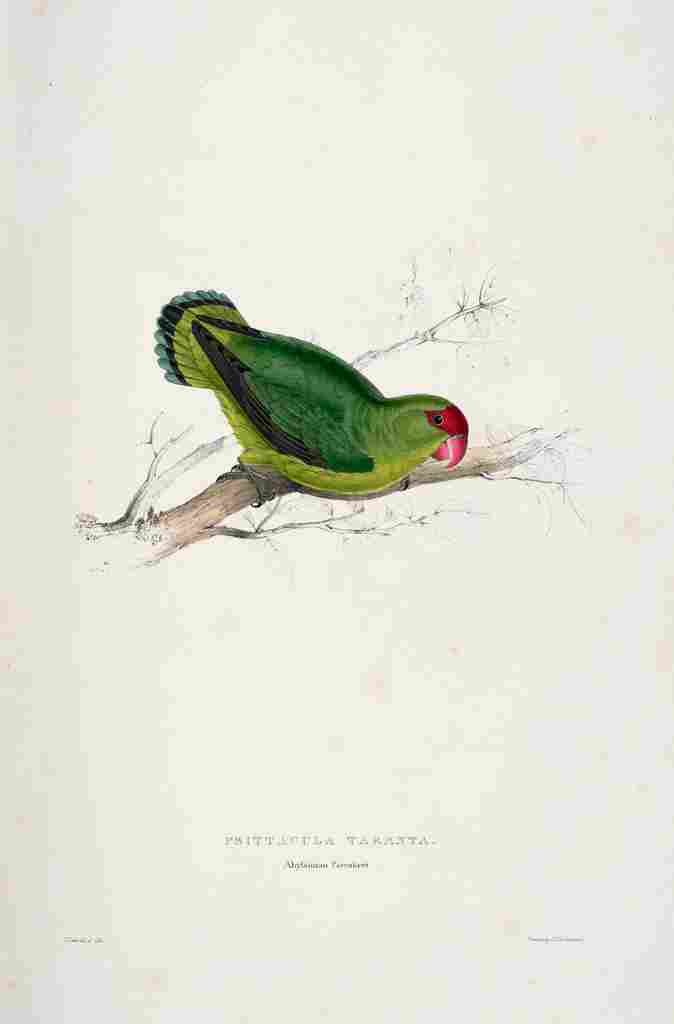 Lear Edward 1832 Abyssinian Parakeet A4 Photo Print