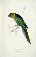 Lear Edward 1832 Barnards Parakeet A4 Photo Print