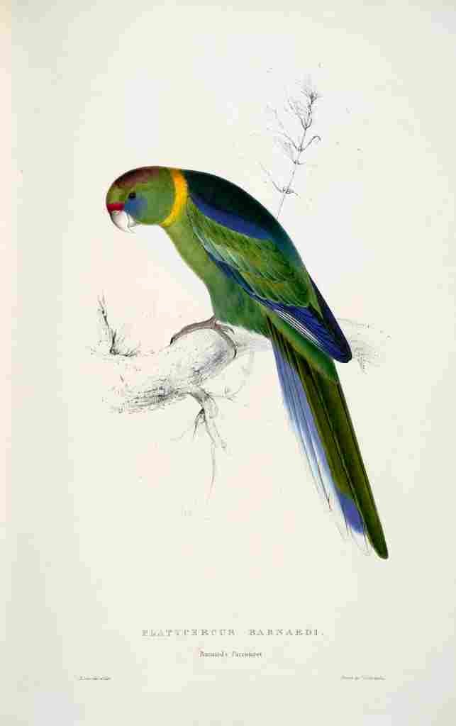 Lear Edward 1832 Barnards Parakeet A4 Photo Print