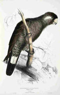 Lear Edward 1832 Baudins Cockatoo A4 Photo Print