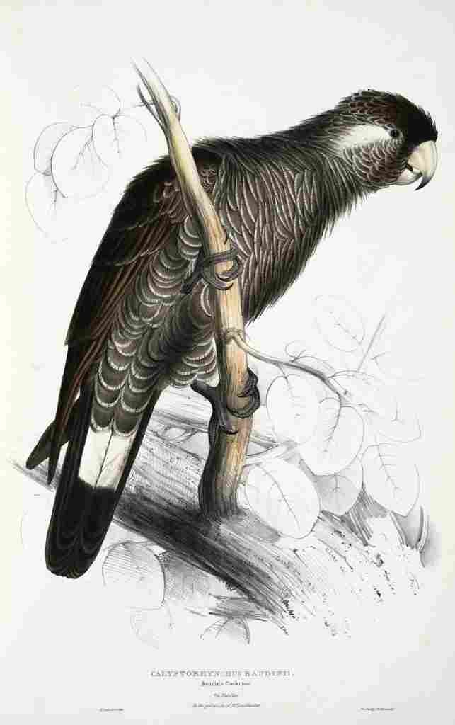Lear Edward 1832 Baudins Cockatoo A4 Photo Print