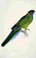 Lear Edward 1832 Bauers Parakeet A4 Photo Print
