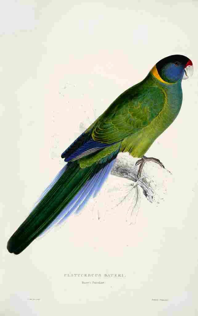 Lear Edward 1832 Bauers Parakeet A4 Photo Print