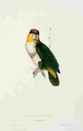 Lear Edward 1832 Bay headed Parrot A4 Photo Print