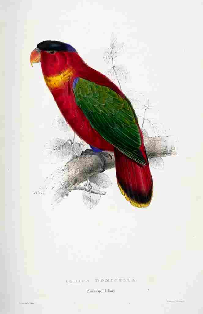 Lear Edward 1832 Black capped Lory A4 Photo Print