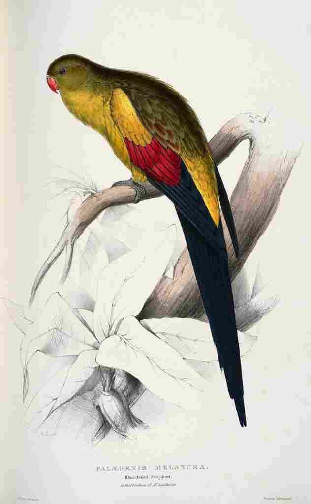 Lear Edward 1832 Black tailed Parakeet A4 Photo Print