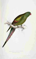 Lear Edward 1832 Blossom feathered Parakeet A4 Photo Print