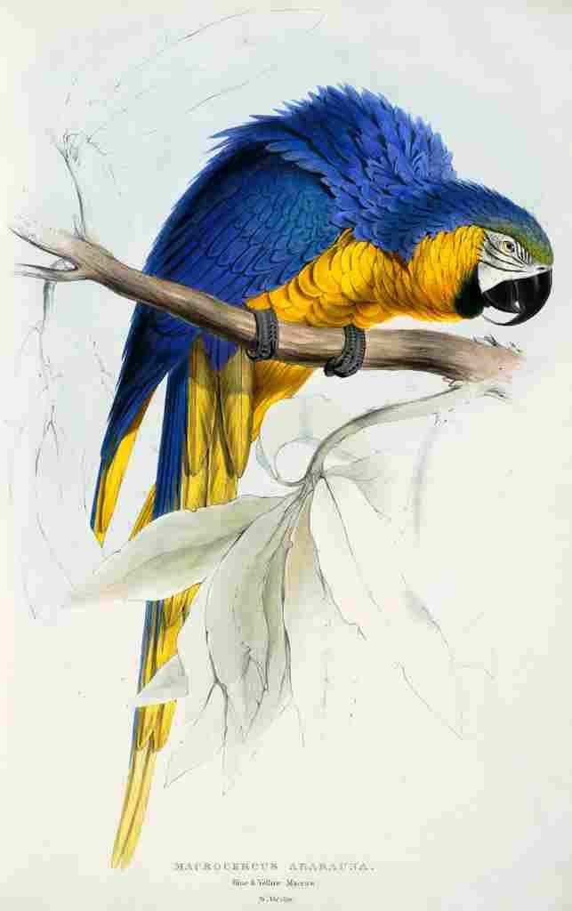 Lear Edward 1832 Blue & Yellow Macaw A4 Photo Print