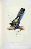 Lear Edward 1832 Browns Parakeet A4 Photo Print