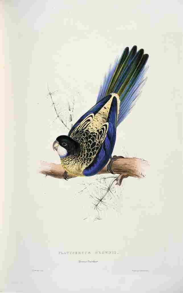 Lear Edward 1832 Browns Parakeet A4 Photo Print