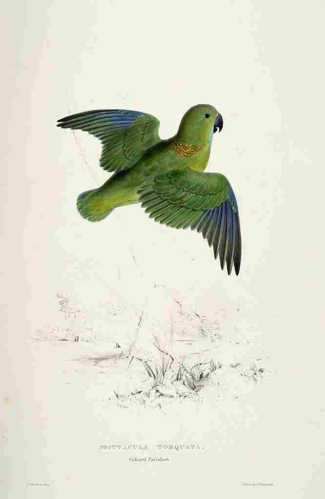 Lear Edward 1832 Collared Parakeet A4 Photo Print
