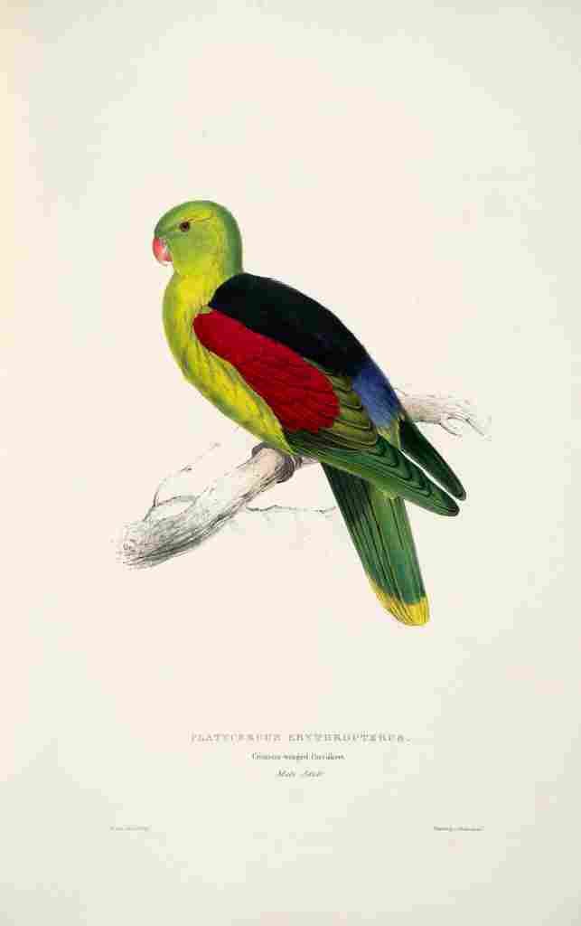 Lear Edward 1832 Crimson winged Parakeet 1 A4 Photo Print