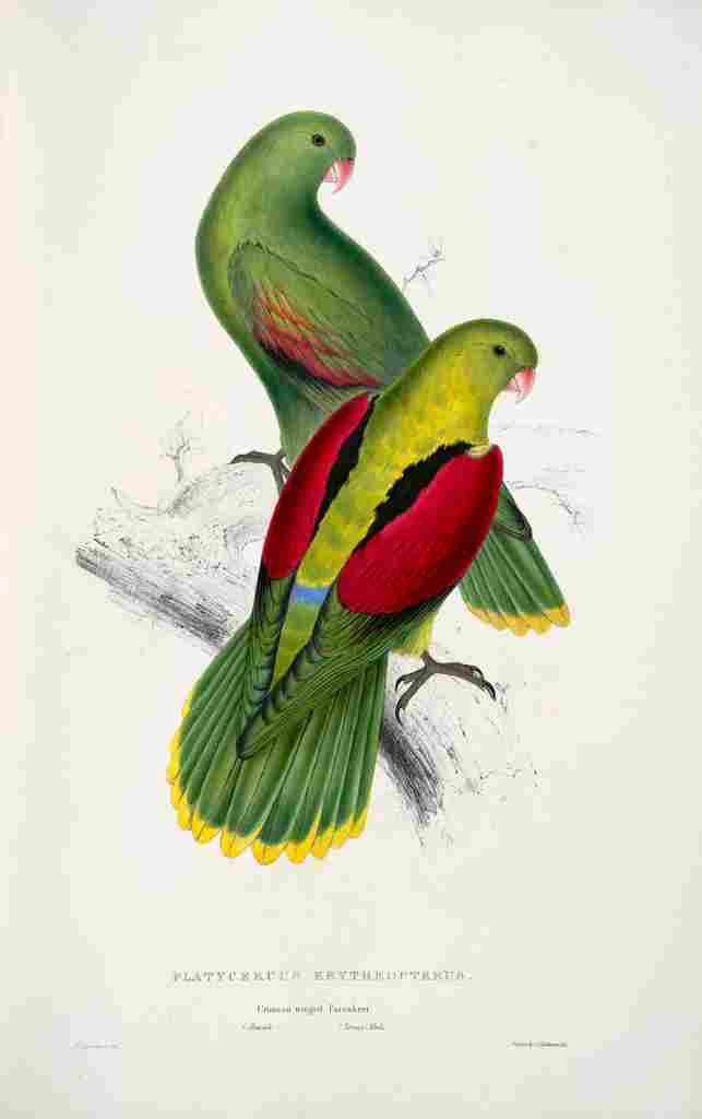 Lear Edward 1832 Crimson winged Parakeet 2 A4 Photo Print