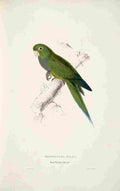 Lear Edward 1832 Dwarf Parakeet Macaw A4 Photo Print