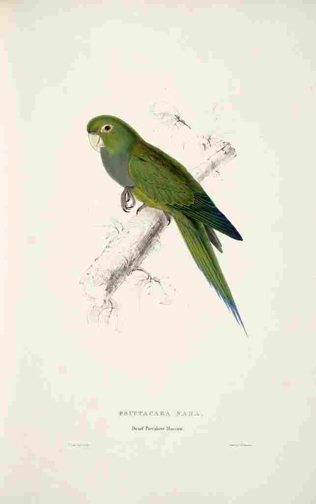 Lear Edward 1832 Dwarf Parakeet Macaw A4 Photo Print