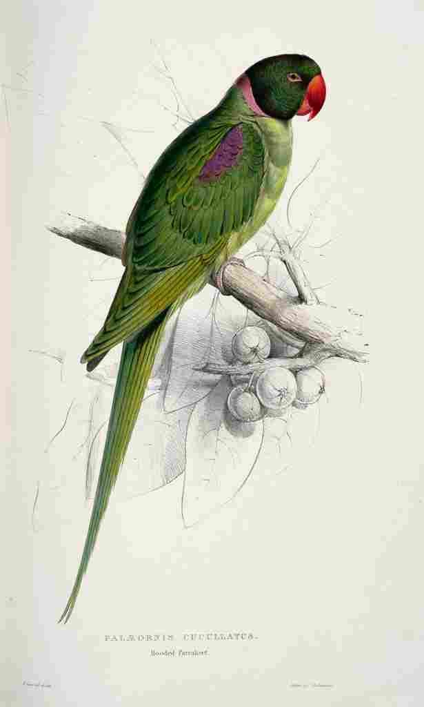Lear Edward 1832 Hooded Parakeet A4 Photo Print