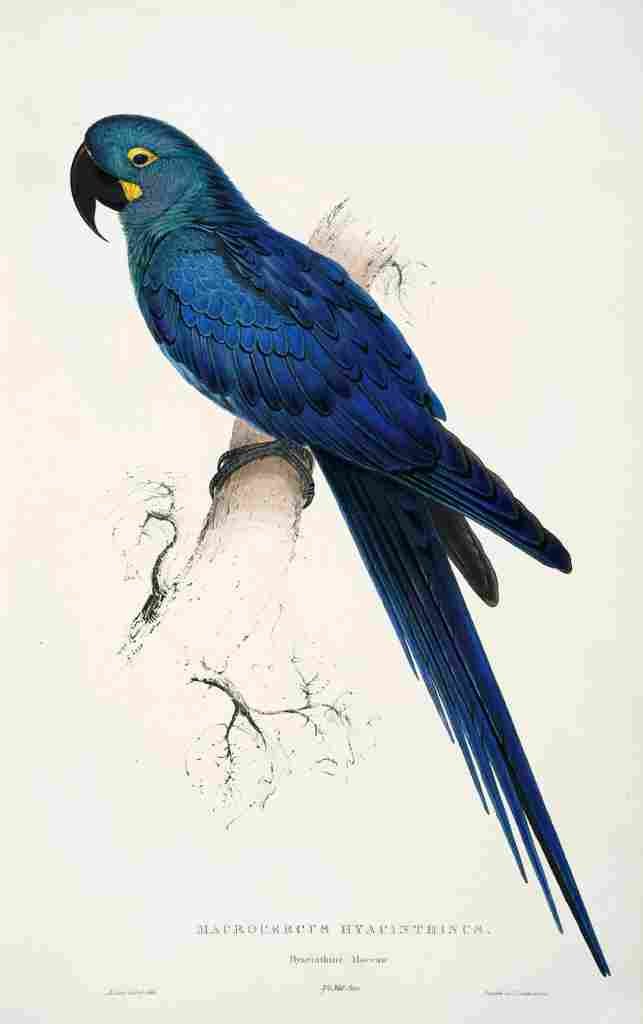 Lear Edward 1832 Hyacinthine Macaw A4 Photo Print