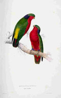 Lear Edward 1832 Kuhls Parakeet A4 Photo Print