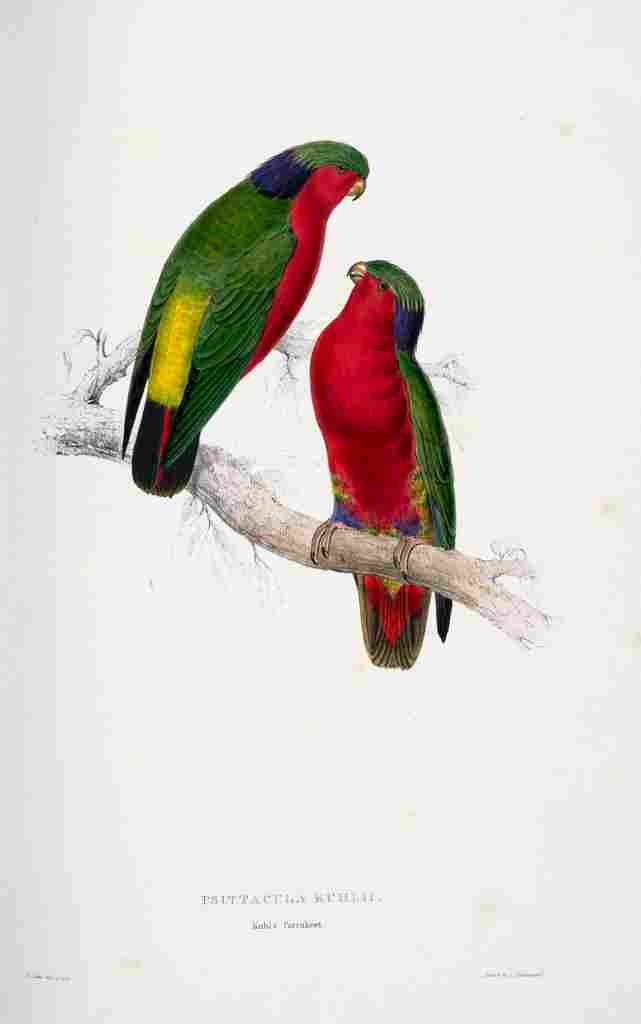 Lear Edward 1832 Kuhls Parakeet A4 Photo Print