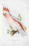Lear Edward 1832 Leadbetters Cockatoo A4 Photo Print