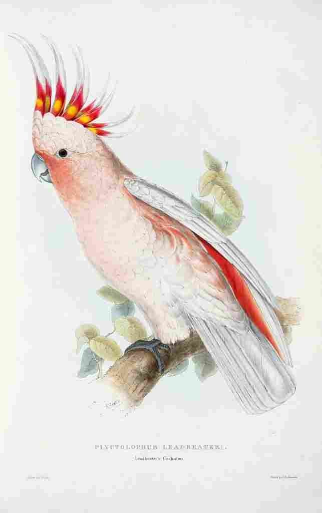 Lear Edward 1832 Leadbetters Cockatoo A4 Photo Print