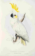 Lear Edward 1832 Lesser Sulphur crstd Cockatoo A4 Photo Print