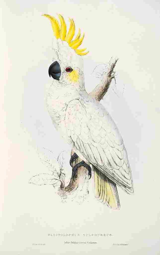 Lear Edward 1832 Lesser Sulphur crstd Cockatoo A4 Photo Print