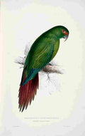 Lear Edward 1832 Long billed Parakeet Macaw A4 Photo Print