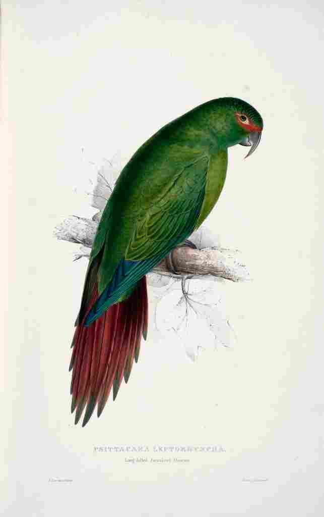 Lear Edward 1832 Long billed Parakeet Macaw A4 Photo Print