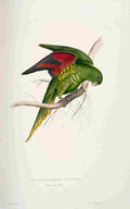Lear Edward 1832 Matons Parakeet A4 Photo Print
