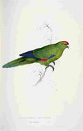 Lear Edward 1832 Pacific Parakeet A4 Photo Print