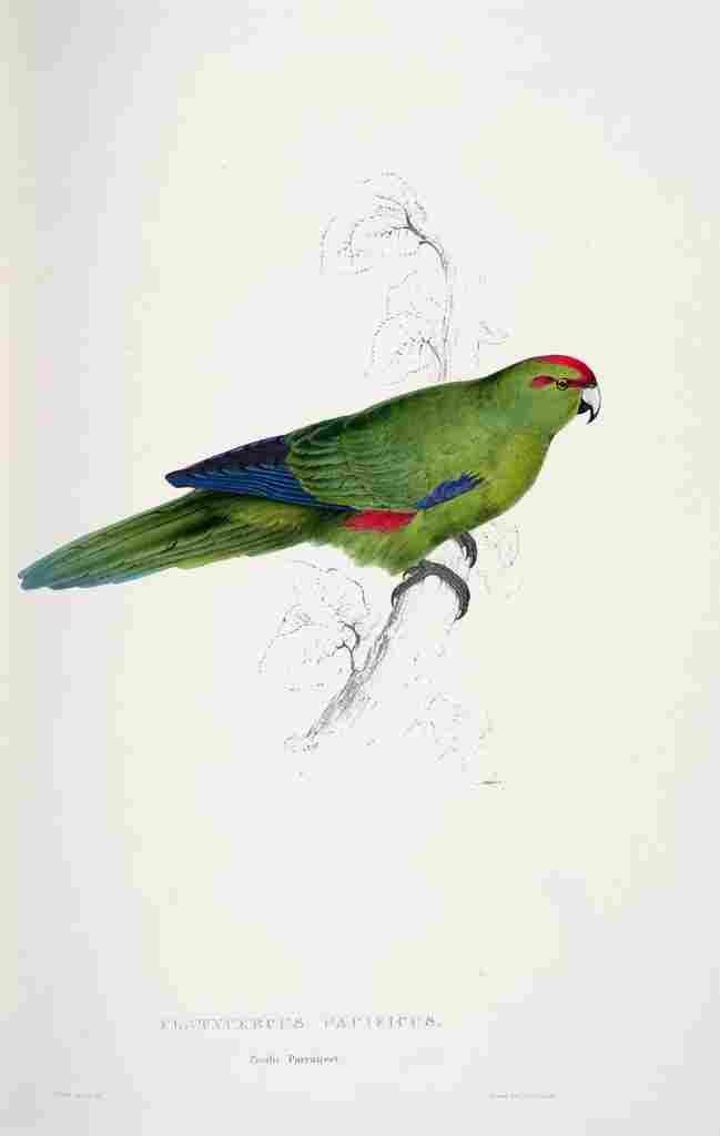Lear Edward 1832 Pacific Parakeet A4 Photo Print