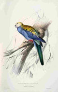 Lear Edward 1832 Pale headed Parakeet A4 Photo Print