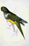 Lear Edward 1832 Parakeet Macaw A4 Photo Print