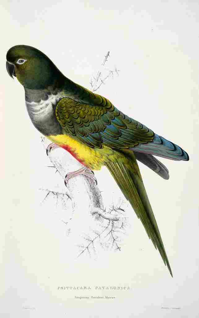 Lear Edward 1832 Parakeet Macaw A4 Photo Print