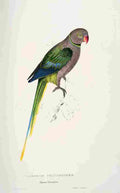 Lear Edward 1832 Pigeon Parakeet A4 Photo Print