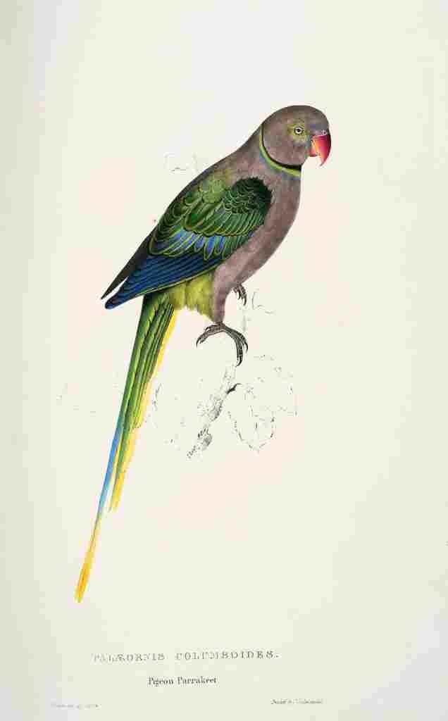 Lear Edward 1832 Pigeon Parakeet A4 Photo Print