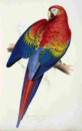 Lear Edward 1832 Red & Yellow Macaw A4 Photo Print