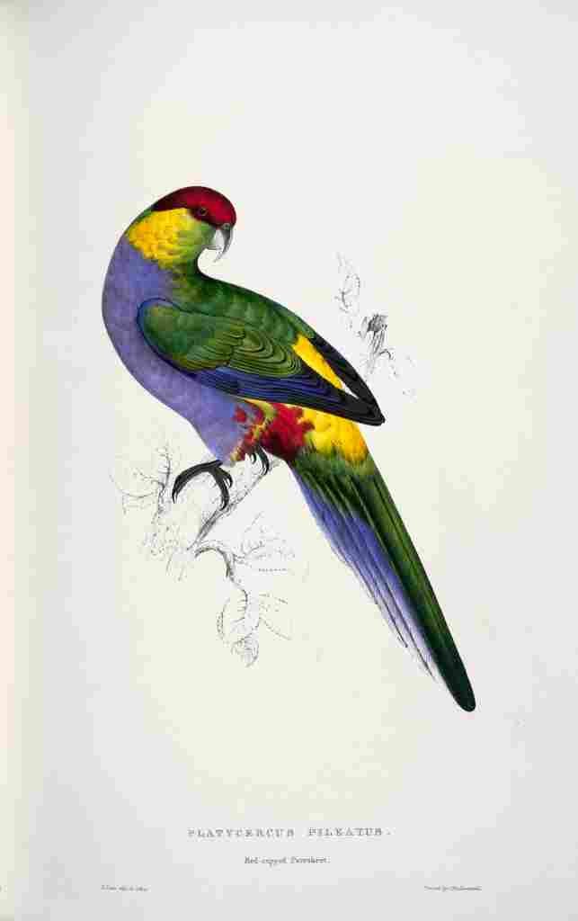 Lear Edward 1832 Red capped Parakeet 1 A4 Photo Print