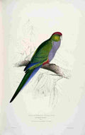Lear Edward 1832 Red capped Parakeet 2 A4 Photo Print